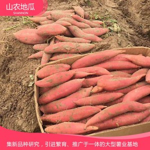商薯19 地瓜 地瓜苗 紅薯苗 山東地瓜苗 廠家直銷 地瓜苗基地